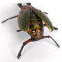 image of Lehmann crawling beetle